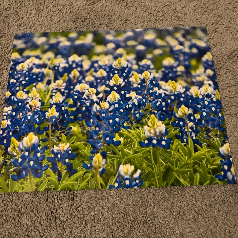 8” x 10” Bluebonnet Print